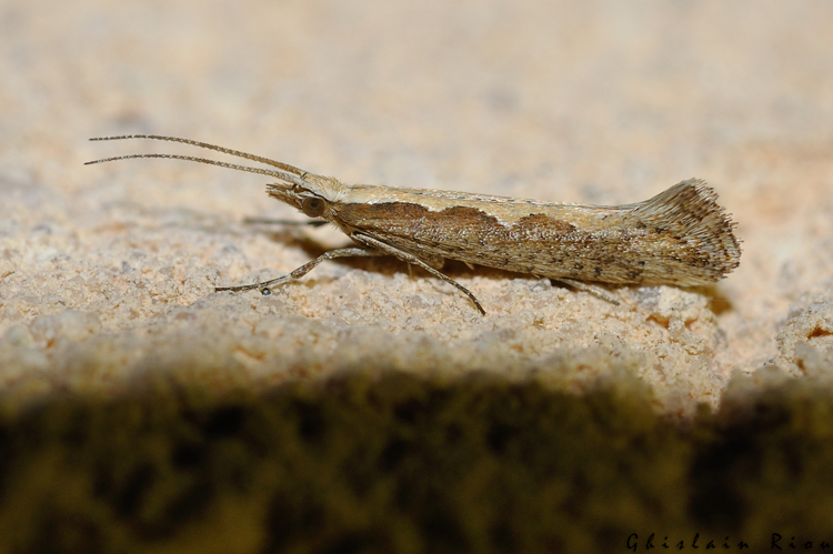 Plutella xylostella, Rebigue 31, avril 2020 &copy; Ghislain Riou