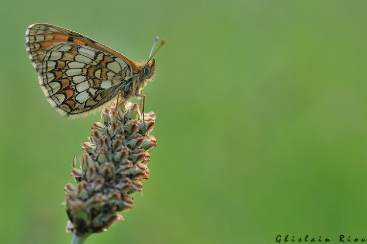 Melitaea parthenoides mâle, Rebigue 31, mai 2020 &copy; Ghislain Riou