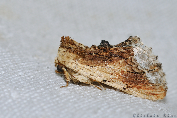 Ptilodon cucullina, Rebigue 31, mai 2020 &copy; Ghislain Riou