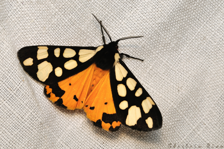 Arctia villica, Rebigue 31, mai 2020 &copy; Ghislain Riou