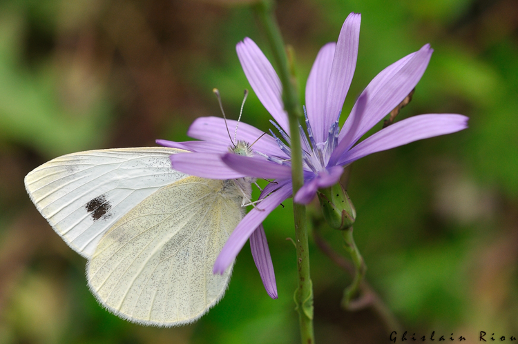 Pieris mannii, Niaux 09, juin 2020 &copy; Ghislain Riou