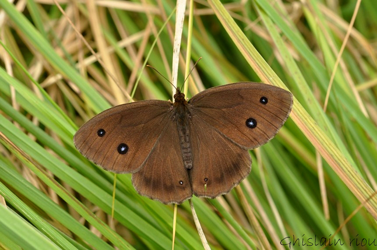 Minois dryas, Gers, 2011 &copy; Ghislain Riou