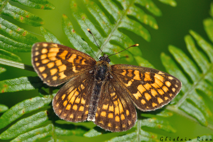 Melitaea nevadensis, Aynat 09, juin 2020 &copy; Ghislain Riou