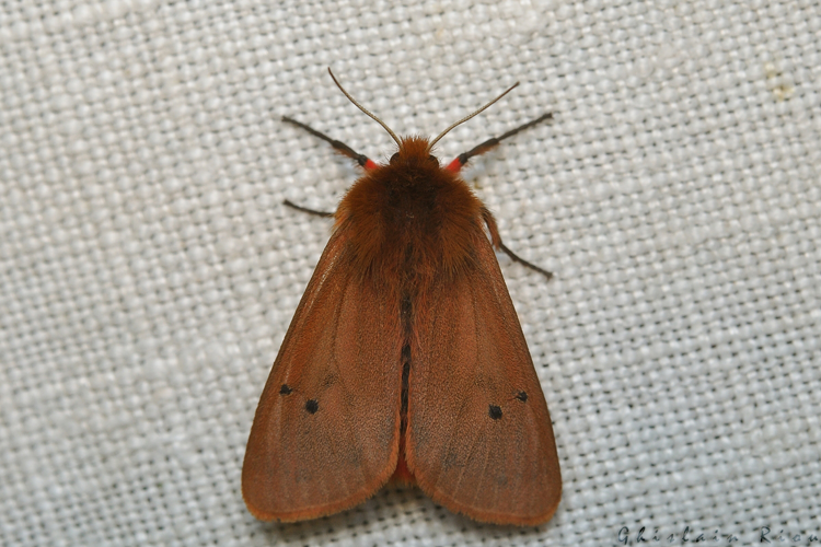 Phragmatobia fuliginosa, Rebigue 31, juillet 2020 &copy; Ghislain Riou