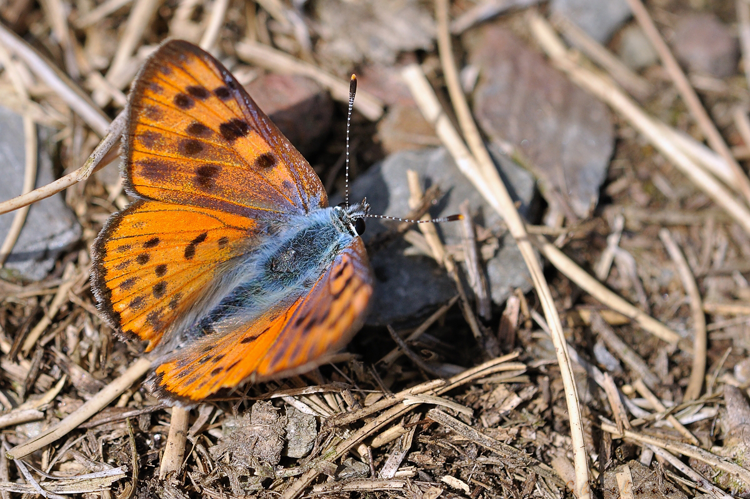 Lycaena alciphron, Rabat-les-Trois-Seigneurs 09, juillet 2020 &copy; Ghislain Riou
