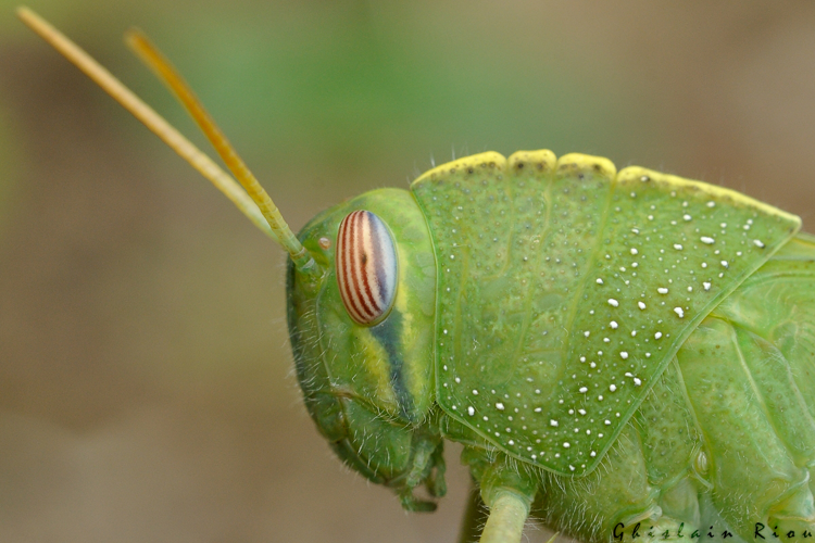 Anacridium aegyptium larve, Rebigue 31, Août 2020 &copy; Ghislain Riou