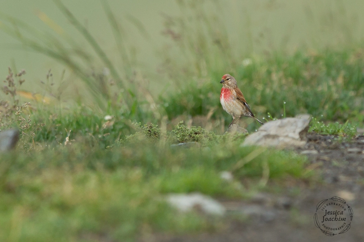 Linotte mélodieuse (Carduelis cannabina) - Col du Tourmalet (Hautes-Pyrénées) &copy; Jessica Joachim