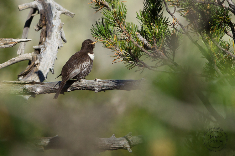 Merle à plastron (Turdus torquatus) - Réserve naturelle nationale du Néouvielle &copy; Jessica Joachim