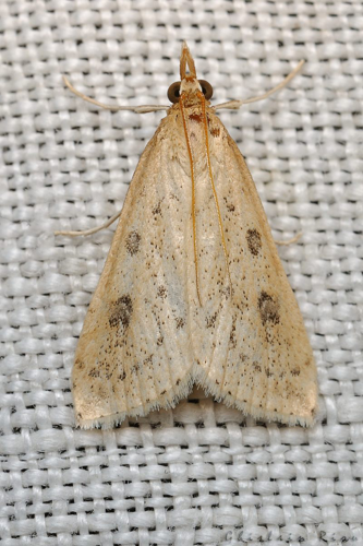 Udea numeralis, Rebigue 31, sept. 2020 &copy; Ghislain Riou