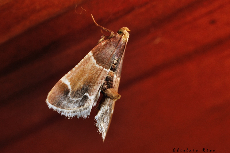 Pyralis farinalis, Rebigue 31, sept. 2020 &copy; Ghislain Riou