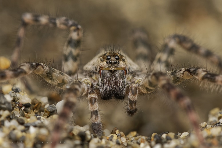 Arctosa similis (Estirac, htes-Pyr.) &copy; Gilles Pottier