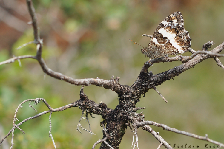 Brintesia circe, Gers, juin 2011 &copy; Ghislain Riou