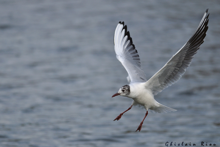 Mouette rieuse, Boussens 31, fev 2021 &copy; Ghislain Riou