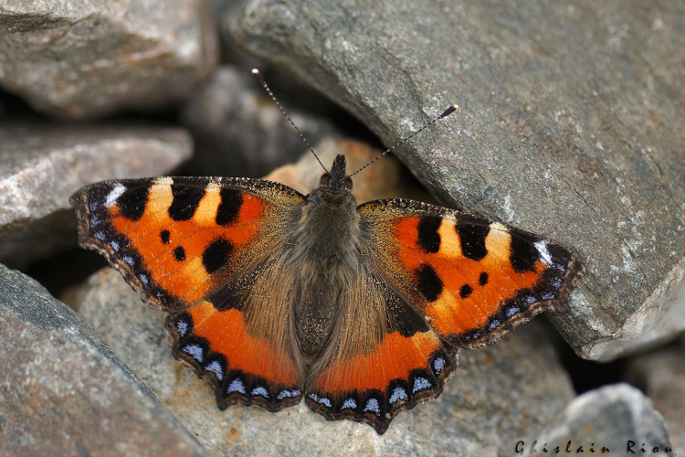 Aglais urticae, Ossun, 18 fév. 2021 &copy; Ghislain Riou