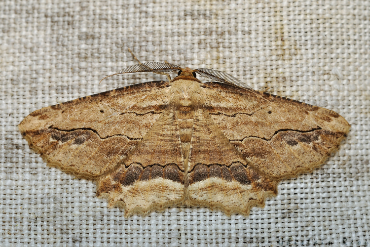 Menophra abruptaria, 23 fév. 2021, Rebigue 31 &copy; Ghislain Riou