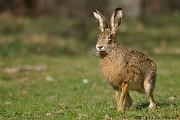 Lièvre d'Europe, 23 fév. 2021, Rebigue 31 &copy; Ghislain Riou