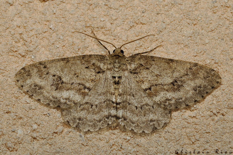 Ectropis crepuscularia, 4 mars 2021, Rebigue 3 &copy; Ghislain Riou