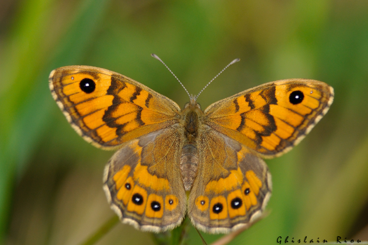 Lasiommata megera fem, Corronsac 31, mai 2021 &copy; Ghislain Riou