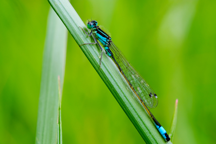 Agrion élégant (Ischnura elegans), Frouzins (31), 12 avril 2021 &copy; Jean-Paul Tonnelier