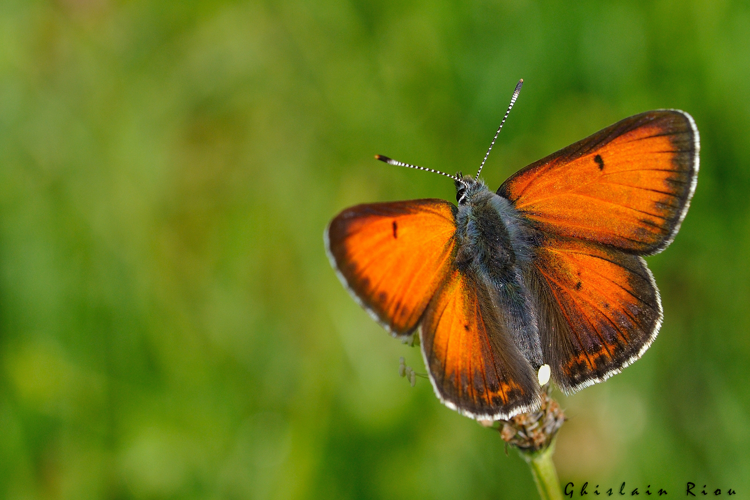 Lycaena hippothoe, 19 juin 2021, Comus 11 &copy; Ghislain Riou